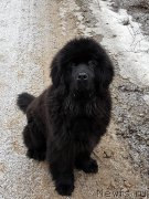 Превью фото № 223621