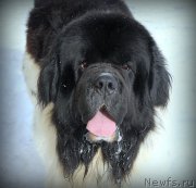 Превью фото № 223639