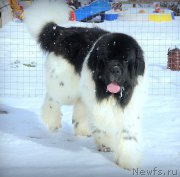 Превью фото № 223640