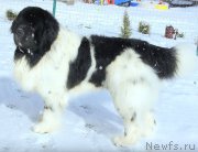 Превью фото № 223641