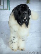 Превью фото № 223647