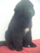 Превью фото № 223688