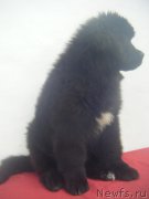 Превью фото № 223689