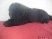 Превью фото № 223696