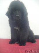 Превью фото № 223697