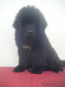 Превью фото № 223698