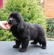 Превью фото № 223719