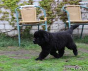 Превью фото № 223720