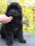 Превью фото № 223724