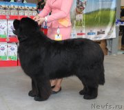 Превью фото № 223761