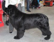 Превью фото № 223766