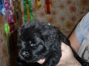 Превью фото № 223767