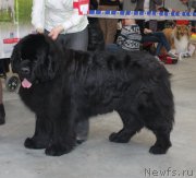 Превью фото № 223769