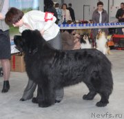 Превью фото № 223770