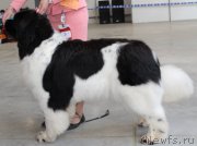 Превью фото № 223776