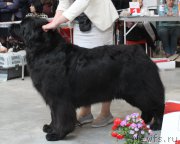 Превью фото № 223781