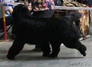 Превью фото № 223782