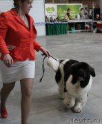 Превью фото № 223788