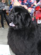 Превью фото № 223790