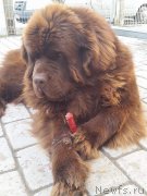 Превью фото № 223796