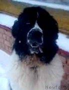 Превью фото № 223851