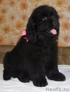 Превью фото № 223862