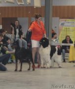 Превью фото № 223866