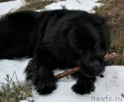 Превью фото № 223889