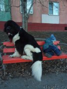 Превью фото № 223895