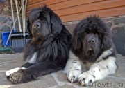 Превью фото № 223902