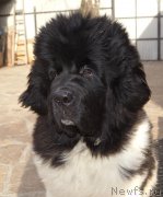 Превью фото № 223903