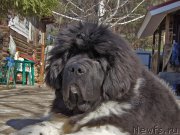 Превью фото № 223904