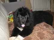 Превью фото № 223908