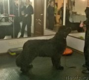 Превью фото № 223923