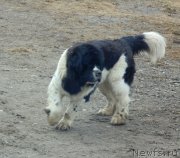 Превью фото № 223940