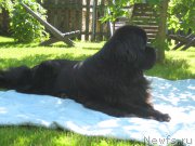 Превью фото № 223974