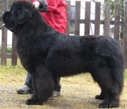 Превью фото № 223975