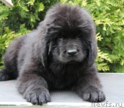 Превью фото № 223976