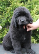 Превью фото № 223977