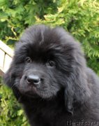 Превью фото № 223981