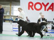 Превью фото № 223995