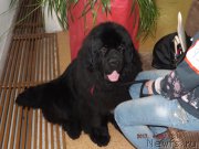 Превью фото № 224014