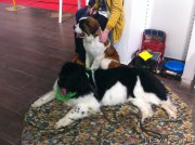 Превью фото № 224036