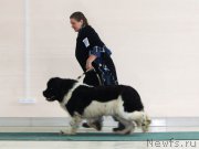 Превью фото № 224041