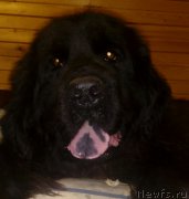 Превью фото № 224093