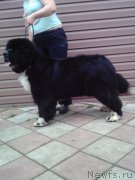 Превью фото № 224117