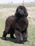 Превью фото № 224135