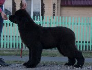 Превью фото № 224137