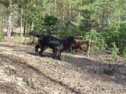 Превью фото № 224174