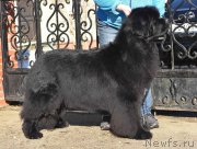 Превью фото № 224187